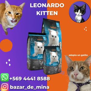 Leonardo kitten 1.8kg